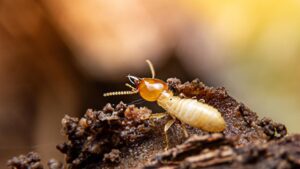 Dedetização contra cupim descupinização foto de um cupim alado focado em uma camera macro dedetizadora em belo horizonte senen melo dedetizadora bh