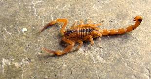 Escorpião Tityus stigmurus Encontrado em BH dedetização Senen Melo Dedetizadora BH dedetização para escorpião