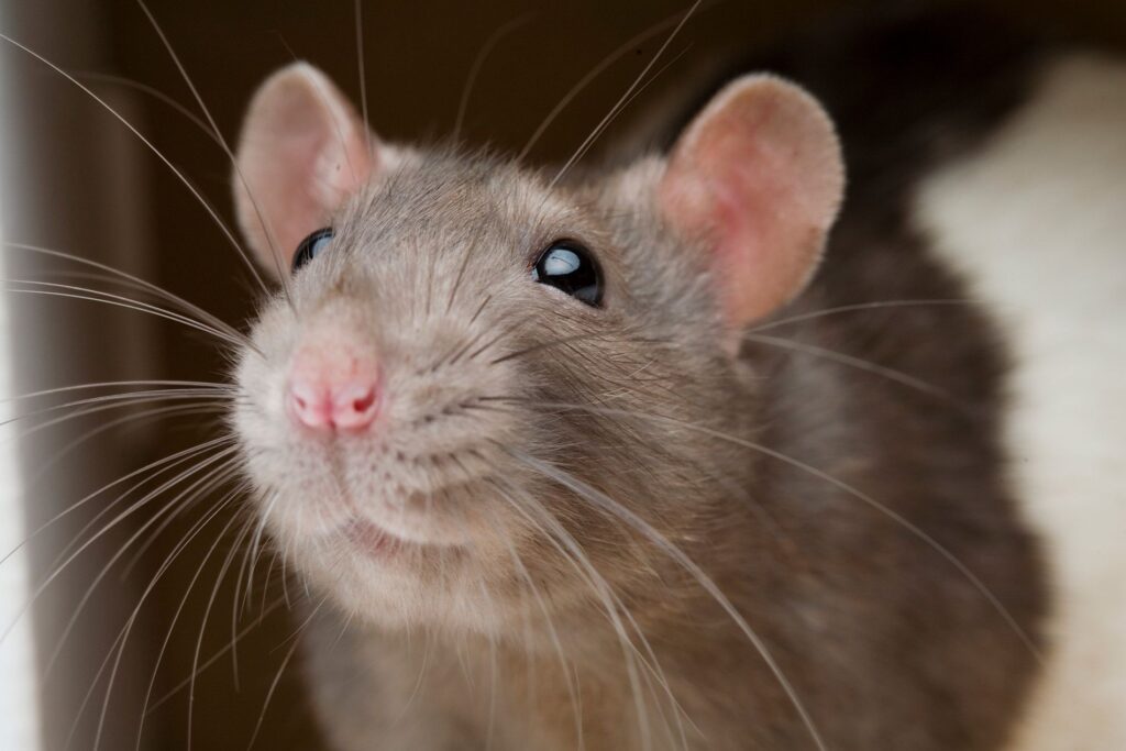 Rato como identificar essa praga em sua residencia e como evitar - cocô de rato e barata Dedetizadora Senen melo BH Dedetização BH - Desratização em BH - SMD Desratização BH