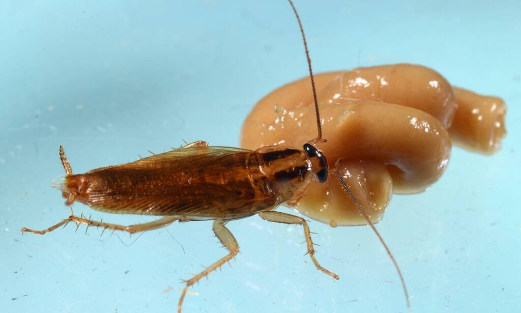 baratinhas alemã blatella germanica se alimentando de gel inseticida colocado pela Dedetizadora Senen Melo dedetizadora Belo horizonte
