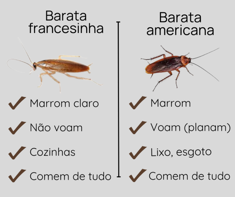 baratas francesinha e americana em comparação uma ao lado da outra de forma clara dedetização em Belo Horizonte Senen melo dedetizadora explica como funciona em bh